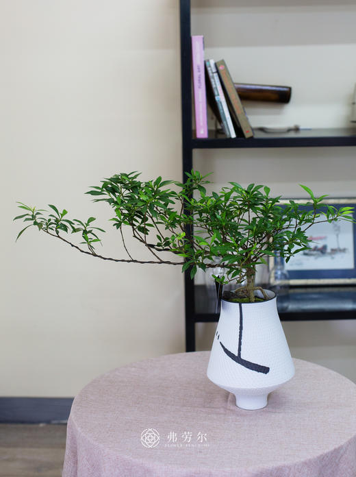 雀舌栀子花 商品图0