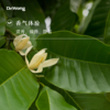 白兰花叶 单方精油 商品缩略图1