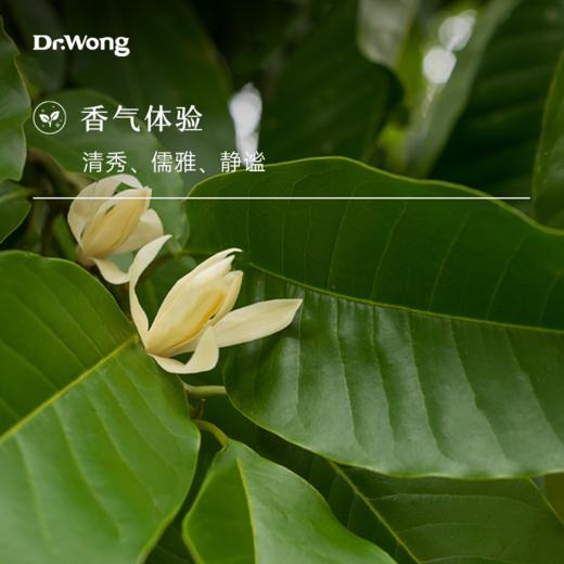 白兰花叶 单方精油 商品图1