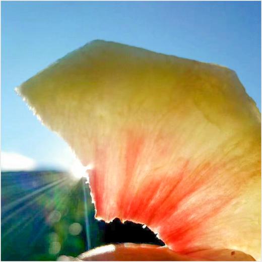 【丽江雪桃】顺丰空运到家 个大饱满 肉质紧致 肉厚香甜 脆甜爽口 色彩鲜艳 均匀漂亮 4种规格任选 商品图6