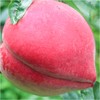【丽江雪桃】顺丰空运到家 个大饱满 肉质紧致 肉厚香甜 脆甜爽口 色彩鲜艳 均匀漂亮 4种规格任选 商品缩略图7