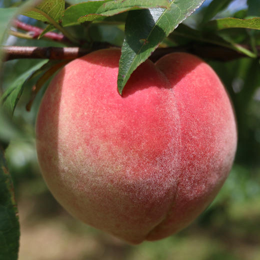 【丽江雪桃】顺丰空运到家 个大饱满 肉质紧致 肉厚香甜 脆甜爽口 色彩鲜艳 均匀漂亮 4种规格任选 商品图2