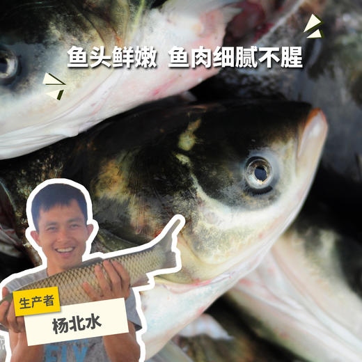 生态大头鱼分段 （冷冻，全国可下单）| 绿家自产 * Eco-bighead Carp | Self-production 商品图0