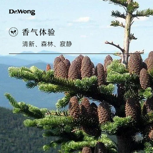 胶冷杉 单方精油 商品图1