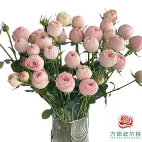 外购多头玫瑰-酷皮