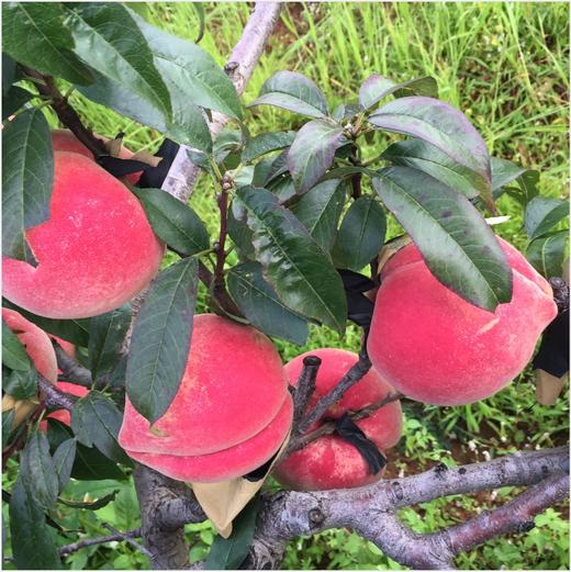 【丽江雪桃】顺丰空运到家 个大饱满 肉质紧致 肉厚香甜 脆甜爽口 色彩鲜艳 均匀漂亮 4种规格任选 商品图4