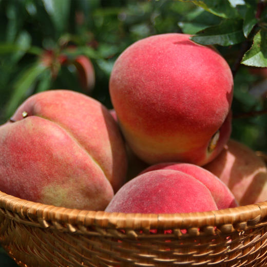 【丽江雪桃】顺丰空运到家 个大饱满 肉质紧致 肉厚香甜 脆甜爽口 色彩鲜艳 均匀漂亮 4种规格任选 商品图10