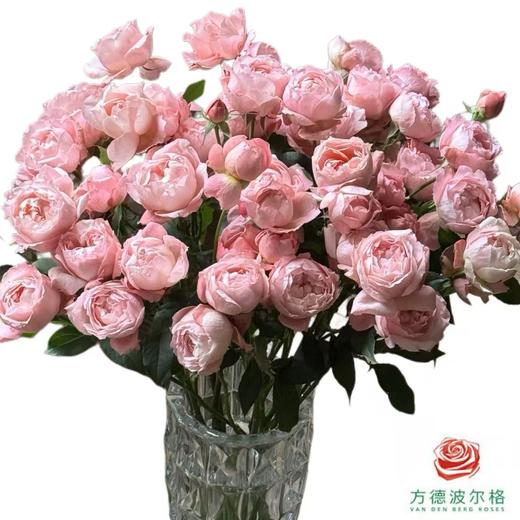 外购多头玫瑰-蜜粉朱丽叶 商品图1