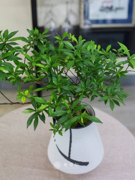 雀舌栀子花 商品图1