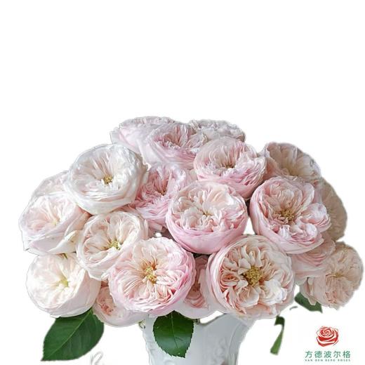 外购多头玫瑰-酷皮 商品图1