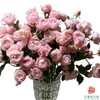 外购多头玫瑰-蜜粉朱丽叶 商品缩略图0