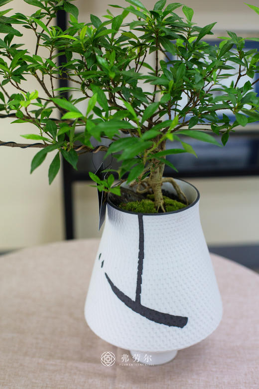 雀舌栀子花 商品图2