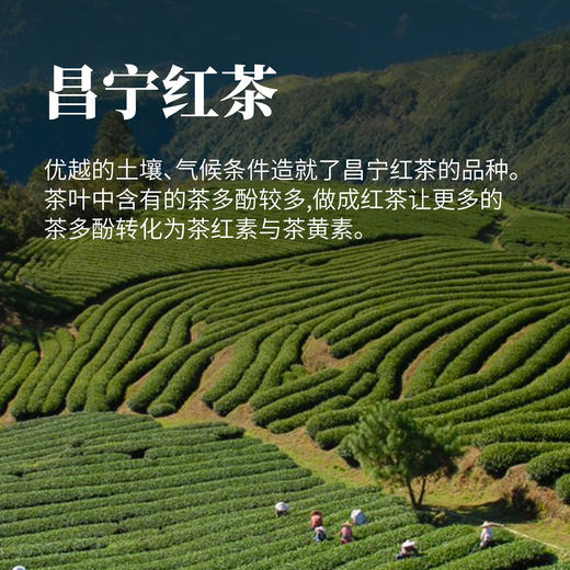 昌宁红茶75g 商品图1