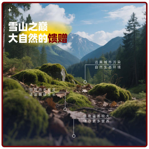 贡极·高原珍宝150g   山珍菌菇干货礼盒组合装滋补 商品图4