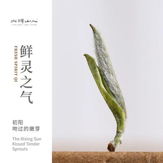 福鼎白茶丨2025年一叶九鼎 炭焙银针·特级 500g 商品图1