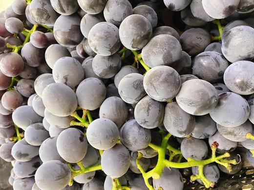 有机富硒巨峰2斤 商品图1