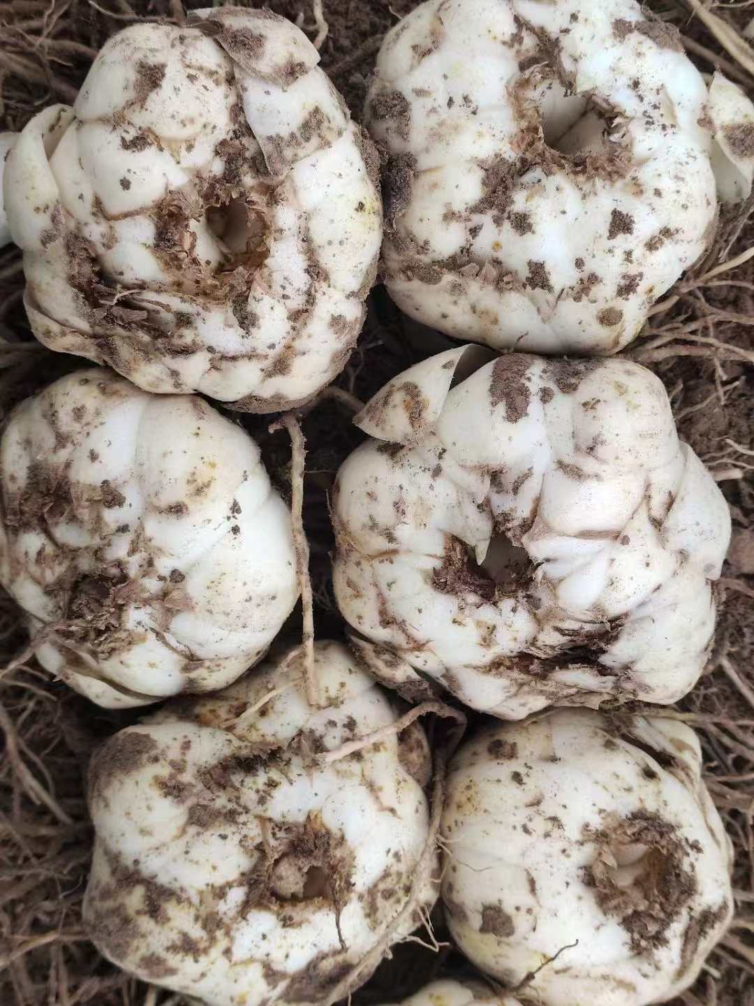 兰州鲜百合 新鲜采挖 脆甜爽口  兰州西果园百合   顺丰包邮