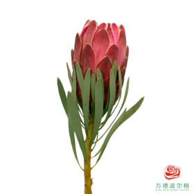 南非 皇后 维纳斯