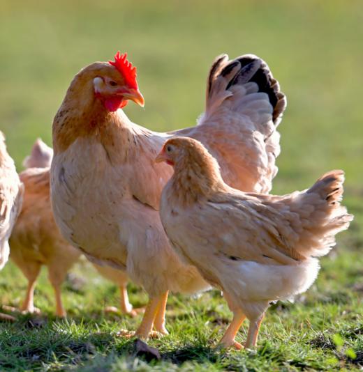 0597【国企严选，山海食材】160天纯种河田小公鸡 商品图1