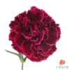 单头康乃馨 派对 10枝一扎 商品缩略图0