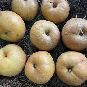 百雀梨 约1000g/份