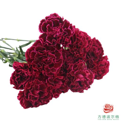 单头康乃馨 派对 10枝一扎 商品图1