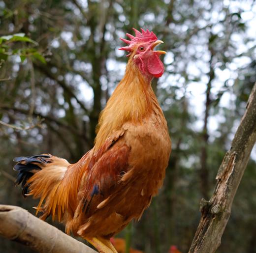0597【国企严选，山海食材】240天纯种河田鸡腌鸡 商品图2