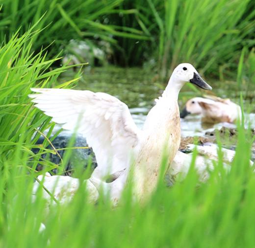 0597【国企严选，山海食材】特S级连城白鹜鸭 商品图2