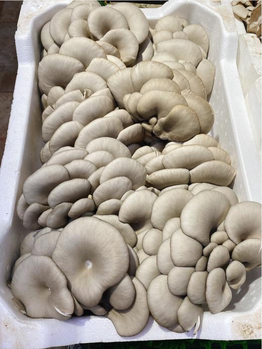 鲜蘑2斤 商品图2