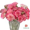 外购多头玫瑰-妃色罗衣 商品缩略图0