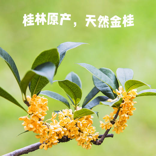 椰子知道0糖金桂鲜椰汁280ml*6 商品图5