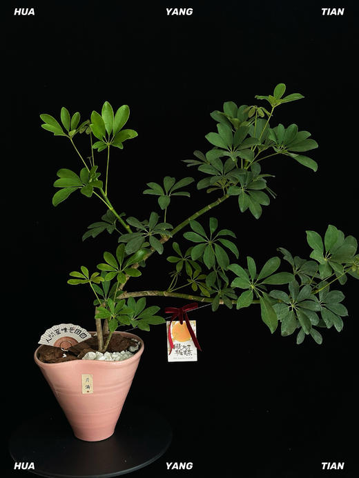 大吉大利·鸭脚木盆景 商品图0