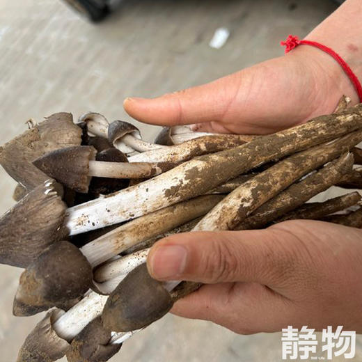 甜笋鸡枞200g｜云南 商品图7