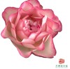 外购多头玫瑰-妃色罗衣 商品缩略图2