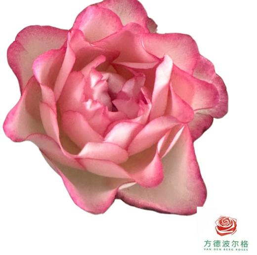 外购多头玫瑰-妃色罗衣 商品图2