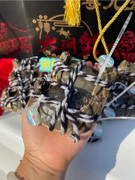15只全母一蟹一码大闸蟹 商品图2