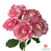 外购多头玫瑰-妃色罗衣 商品缩略图1
