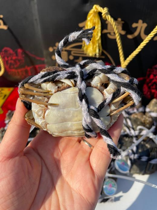 15只全母一蟹一码大闸蟹 商品图7