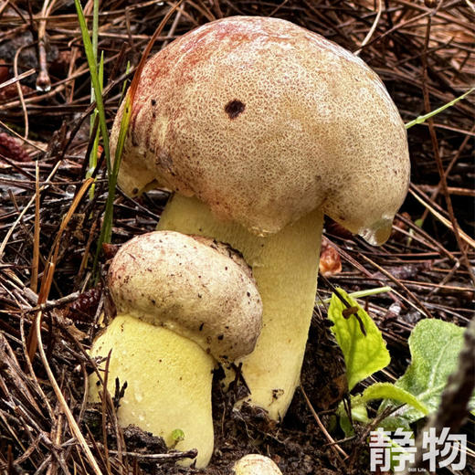油牛肝菌200g｜云南 商品图5