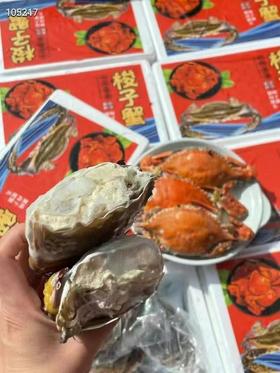 活冻梭子蟹
