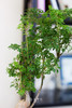 芹叶福禄桐 商品缩略图2