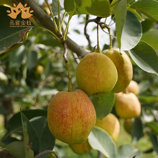 新疆 孔雀金枝 树上熟库尔勒香梨 核心产区 当季采摘 脆甜多汁 商品图2