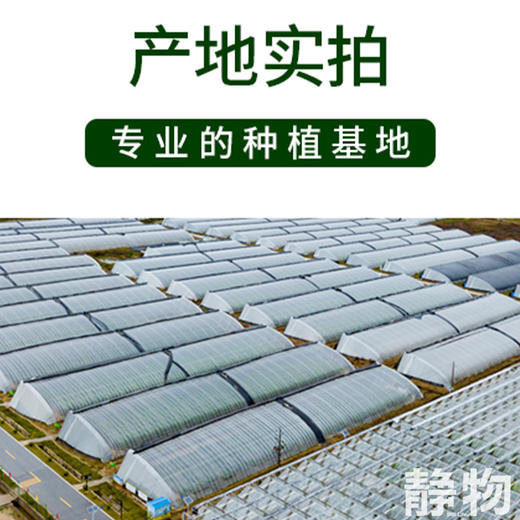 生态贝贝南瓜｜山东潍坊 商品图8