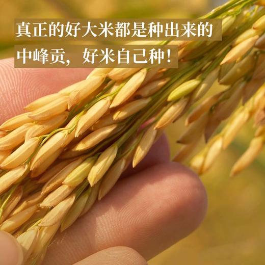 中峰贡 2025新米竹溪贡米 红盒礼盒装 5kg/盒 商品图2