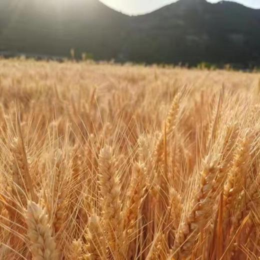 有机面粉 零添加 商品图2