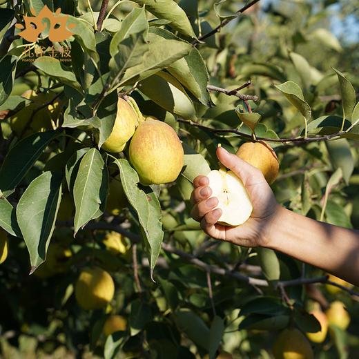 新疆 孔雀金枝 树上熟库尔勒香梨 核心产区 当季采摘 脆甜多汁 商品图4
