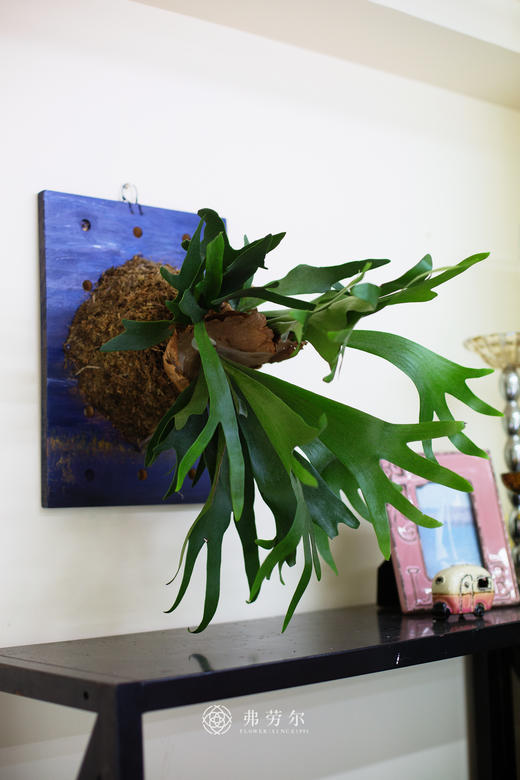 板植鹿角蕨 商品图1