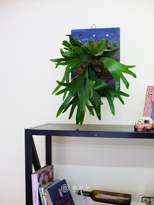 板植鹿角蕨 商品图0