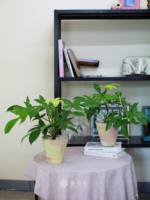 幽灵飞机草 商品图1