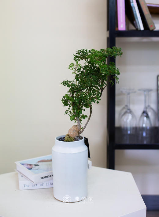 芹叶福禄桐 商品图0